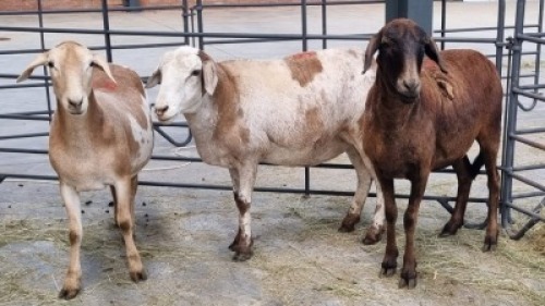 3x MEATMASTER FEMALE FAITH FAMILY FARMS (Pay per Animal)