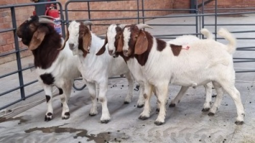 4x BOERBOK MALE MO LEBOTHA FARMING (Pay per Animal)