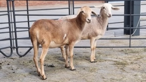 2x MEATMASTER MALE (Pay per Animal)