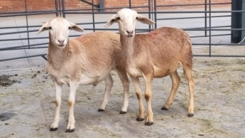 2x MEATMASTER MALE (Pay per Animal)