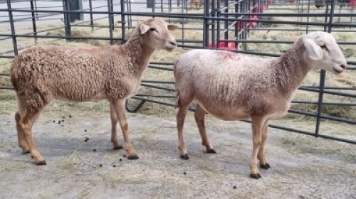 1x MEATMASTER FEMALE