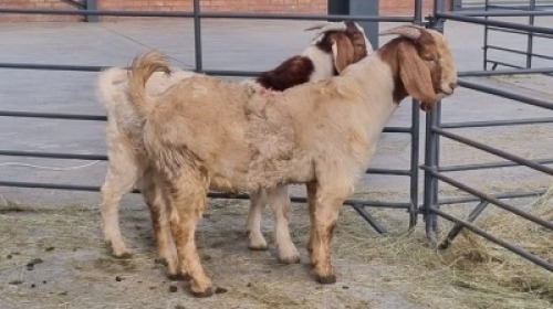 2x BOERBOK MALE (Pay per Animal)