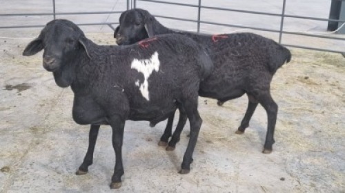2x PERSIE MALE (Pay per Animal)