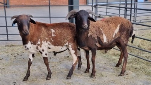 2x DAMARA KRUIS MALE (Pay per Animal)