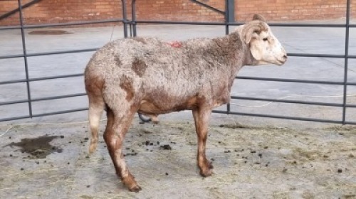 1x DAMARA KRUIS MALE