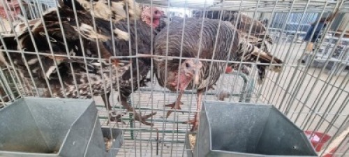 2x KALKOEN 40 ACRES TRUCKING (Pay per Animal)