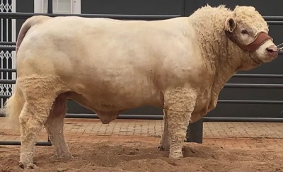 1 x CHAROLAIS BULL MCS 210006