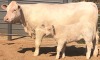 1+1 x CHAROLAIS COW & CALF MCS 180027