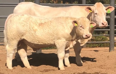 1 x CHAROLAIS COW & CALF MCS 190033