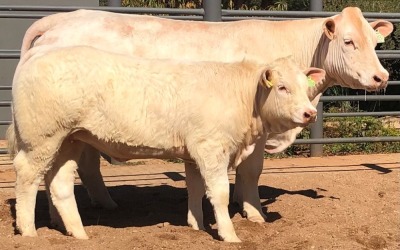 1+1 x CHAROLAIS COW & CALF MCS 180037