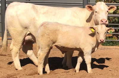 1+1 x CHAROLAIS COW & CALF MCS 180044