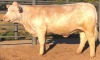 1 x CHAROLAIS Cow MCS 190007