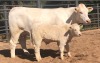 1+1 x CHAROLAIS COW & CALF MCS 200007