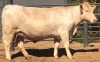 1 x CHAROLAIS Heifer MCS 200033