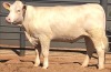 1 x CHAROLAIS HEIFER MCS 200067