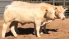 1+1 x CHAROLAIS COW & CALF MCS 190043