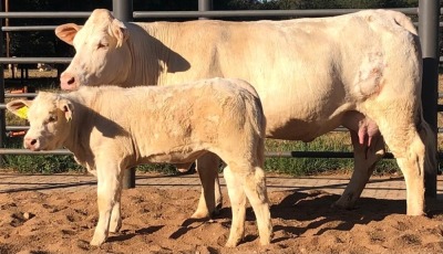 1+1 x CHAROLAIS COW & CALF MCS 170013