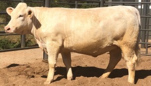 1 x CHAROLAIS HEIFER MCS 210015