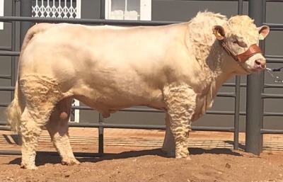 1 x CHAROLAIS BULL MCS 210013