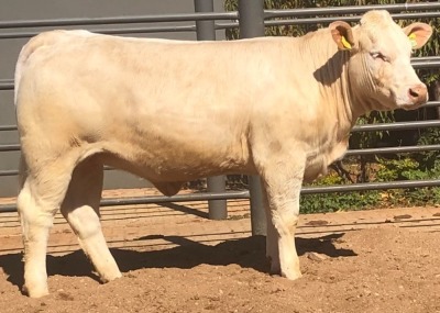 1 x CHAROLAIS HEIFER MCS 210011