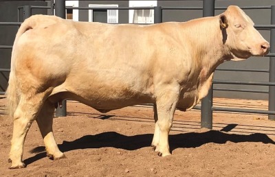 1 x CHAROLAIS COW MCS 110016