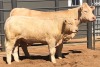 1+1 x CHAROLAIS COW & CALF MCS 190025