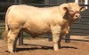 1 x CHAROLAIS BULL MCS 210023