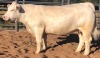 1 x CHAROLAIS COW MCS 180031