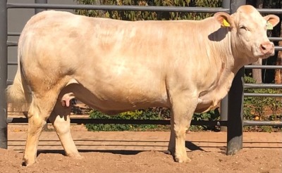 1 x CHAROLAIS COW MCS 110008