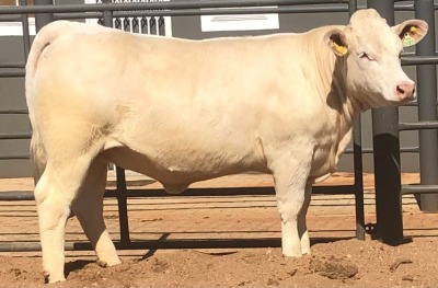 1 x CHAROLAIS HEIFER MCS 210005