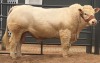 1 x CHAROLAIS BULL MCS 210022