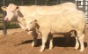 1+1 x CHAROLAIS COW & CALF MCS 170097