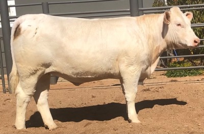 1 x CHAROLAIS HEIFER MCS 210016