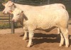 1+1 x CHAROLAIS COW & CALF MCS 190002