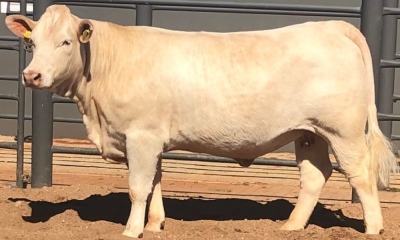 1 x CHAROLAIS HEIFER MCS 200056