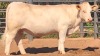 1 x CHAROLAIS HEIFER MCS 200053