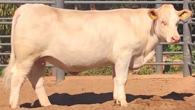 1 x CHAROLAIS HEIFER MCS 200053