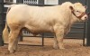 1 x CHAROLAIS BULL MCS 210008