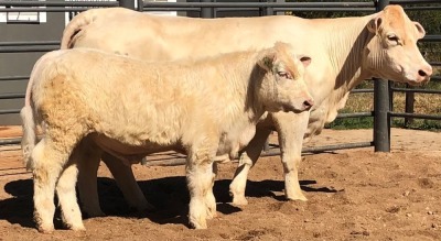 1+1 x CHAROLAIS COW & CALF MCS 170040