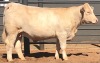 1 x CHAROLAIS HEIFER MCS 210003