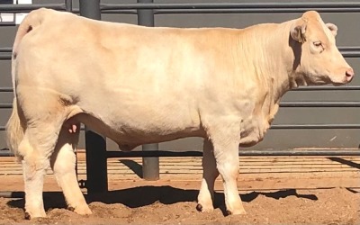 1 x CHAROLAIS HEIFER MCS 210003