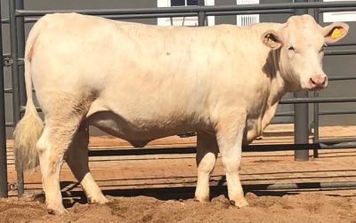 1 x CHAROLAIS HEIFER MCS 200050