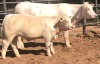 1+1 x CHAROLAIS COW & CALF MCS 170096