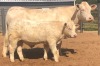 1+1 x CHAROLAIS COW & CALF MCS 180049