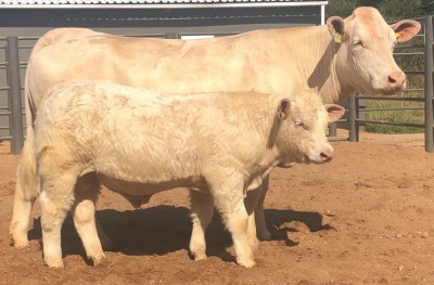 1+1 x CHAROLAIS COW & CALF MCS 180049