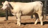 1 x CHAROLAIS HEIFER MCS 210007