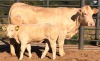 1+1 x CHAROLAIS COW & CALF MCS 170029