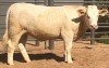 1 x CHAROLAIS HEIFER MCS 210012