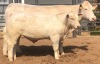 1+1 x CHAROLAIS COW & CALF MCS 170037