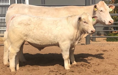 1+1 x CHAROLAIS COW & CALF MCS 170037